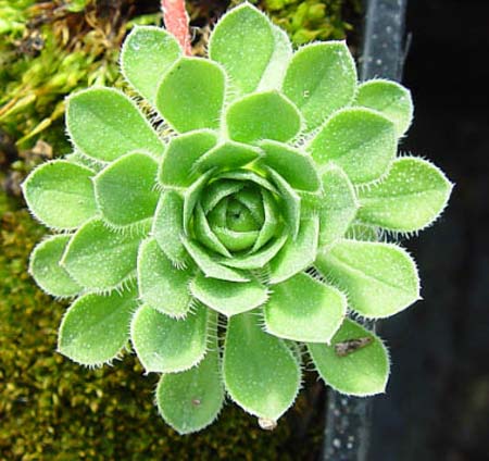 Androsace sempervivioides